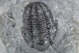 Four Gerastos Trilobite Fossils With Cyphaspis - Morocco #356906-6